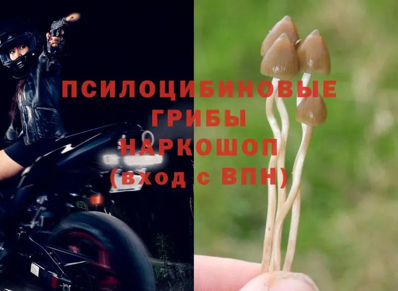 Псилоцибиновые грибы MAGIC MUSHROOMS  Ивдель 